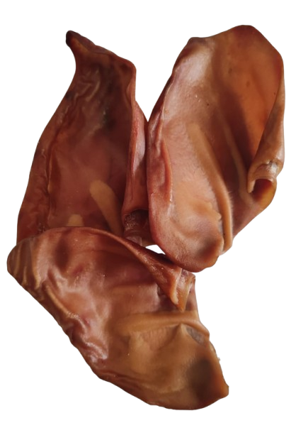 Oreille de Porc Chien