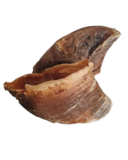 Sabot de Bœuf Chien