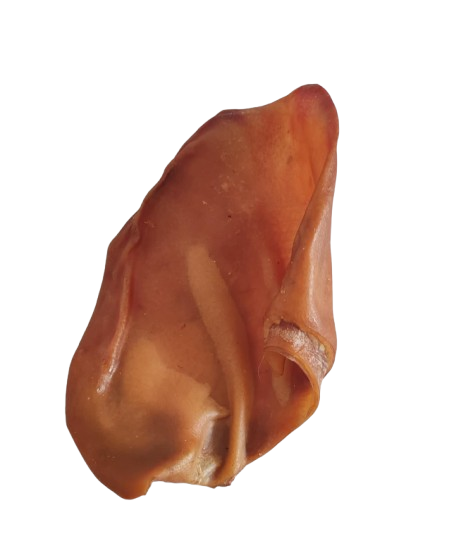 Oreille de Porc Chien