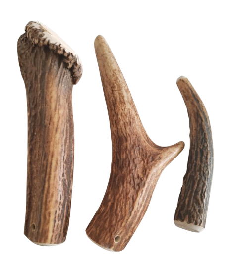Bois de Cerf Chien